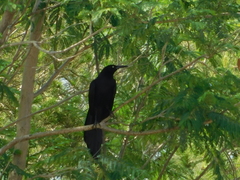 Quiscalus mexicanus