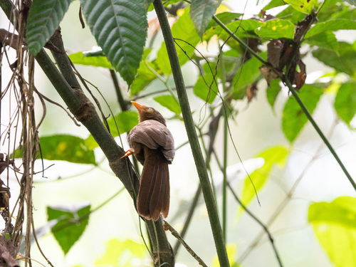 Orange-billed Babbler (Argya rufescens), photo 7