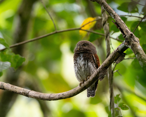 Chestnut-backed Owlet (Glaucidium castanotum), photo 5