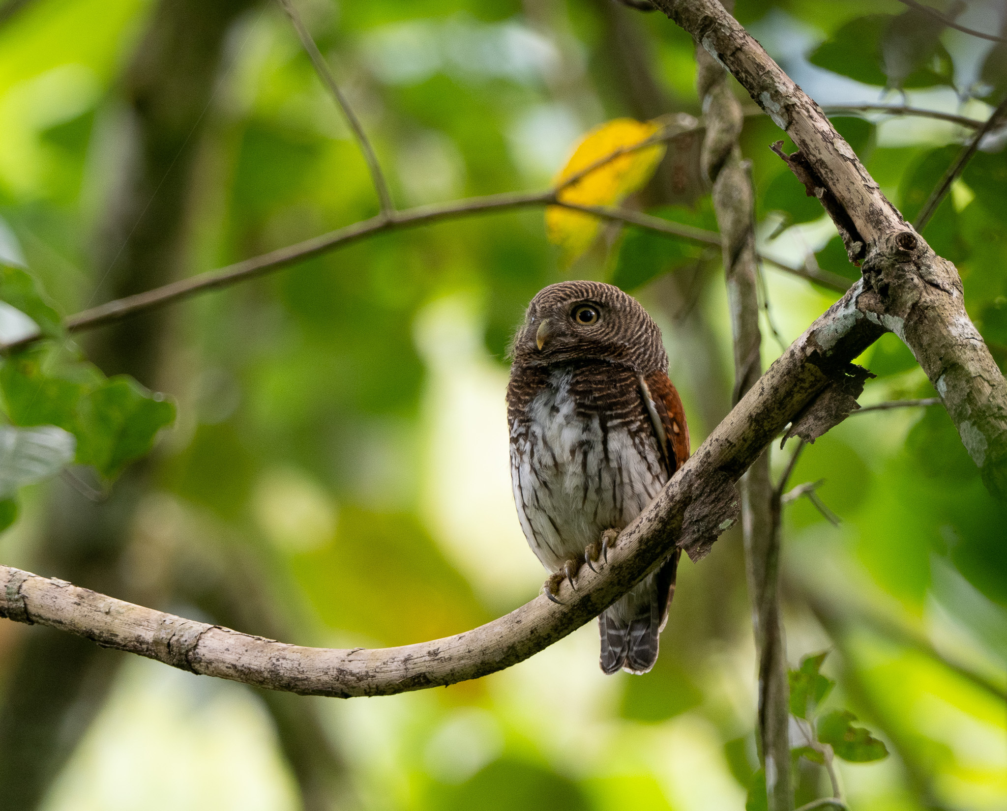 Chestnut-backed Owlet (Glaucidium castanotum), photo 10