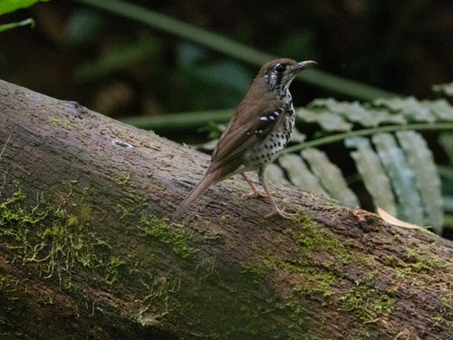 Spot-winged Thrush (Geokichla spiloptera), photo 3