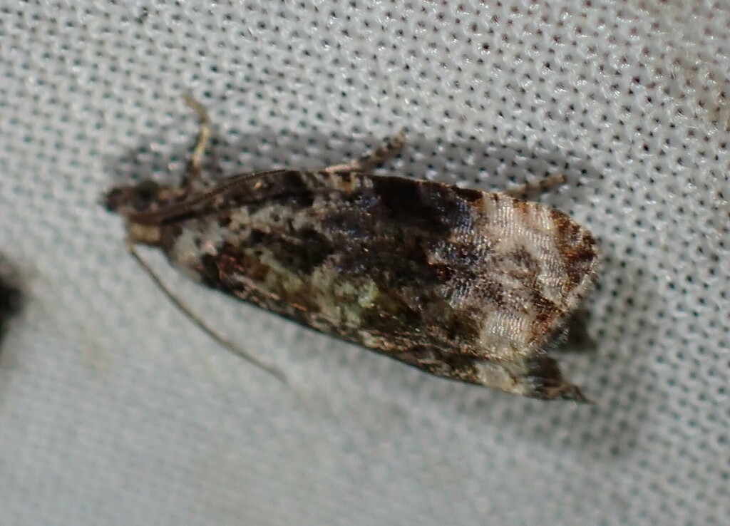 Endothenia affiliana