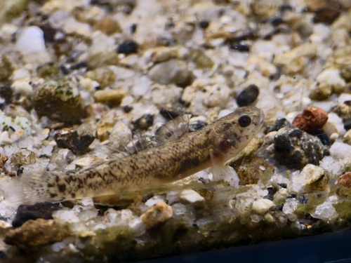 Slimeskin goby (Mugilogobius myxodermus) — Gobiidae