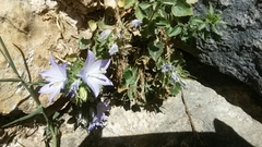 Campanula fragilis fragilis