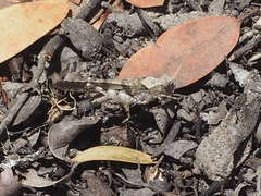 Trimerotropis thalassica