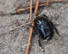Peltotrupes profundus