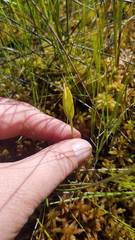 Ophioglossum pusillum