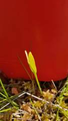 Ophioglossum pusillum