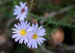 Symphyotrichum walteri