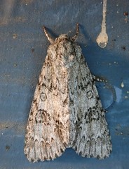 Acronicta rubricoma