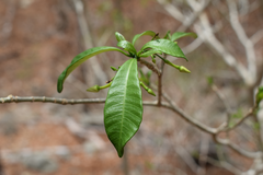 Tabernaemontana amygdalifolia