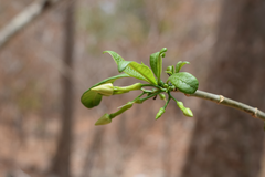 Tabernaemontana amygdalifolia