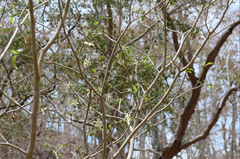 Tabernaemontana amygdalifolia