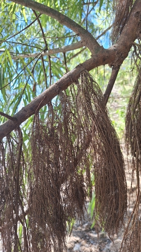 Image of Salix humboldtiana by (c) Gonzalo Roget, some rights reserved (CC BY)