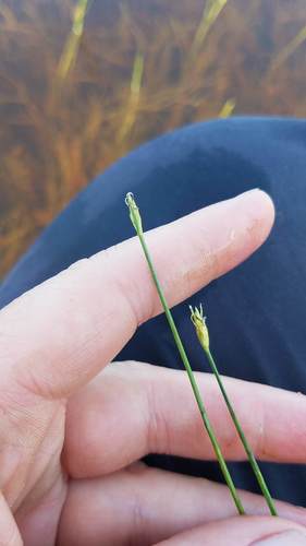 Swaying bulrush (Schoenoplectus subterminalis)