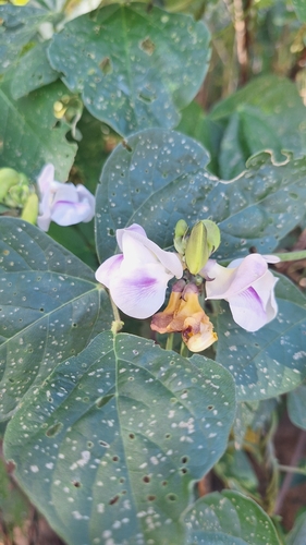 Image of Wild Pea (Leptospron adenanthum) by (c) Gonzalo Roget, some rights reserved (CC BY)