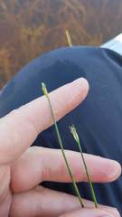 Schoenoplectus subterminalis