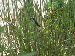 Trochilidae