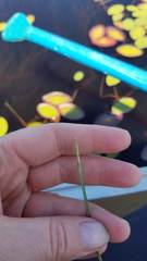 Eleocharis robbinsii