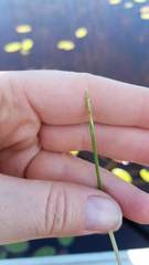 Eleocharis robbinsii