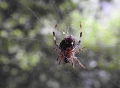 Neoscona menghaiensis