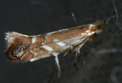 Cameraria conglomeratella