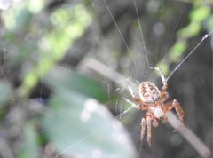 Neoscona menghaiensis