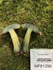 Boletus subluridellus