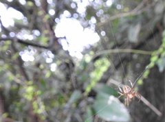 Neoscona menghaiensis