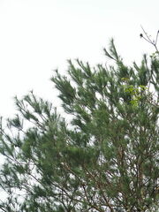 Pinus taiwanensis, photograph author not stated, no rights reserved