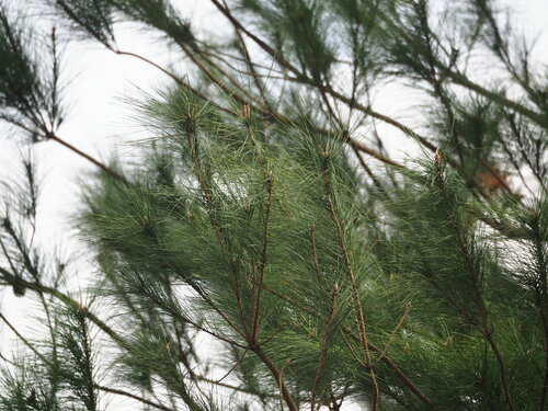 Taiwan red pine (Pinus taiwanensis)