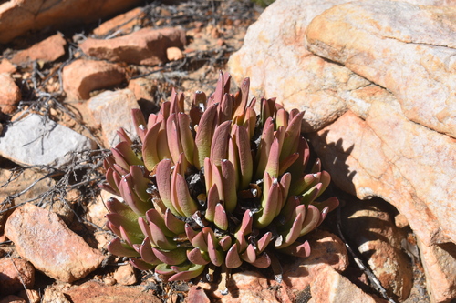 Kleinkaroo Daggerfig (Machairophyllum bijliae)