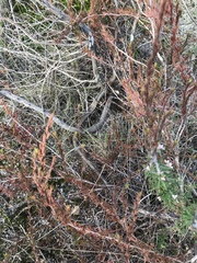 Hibbertia fasciculata