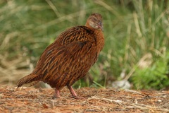 Gallirallus australis scotti