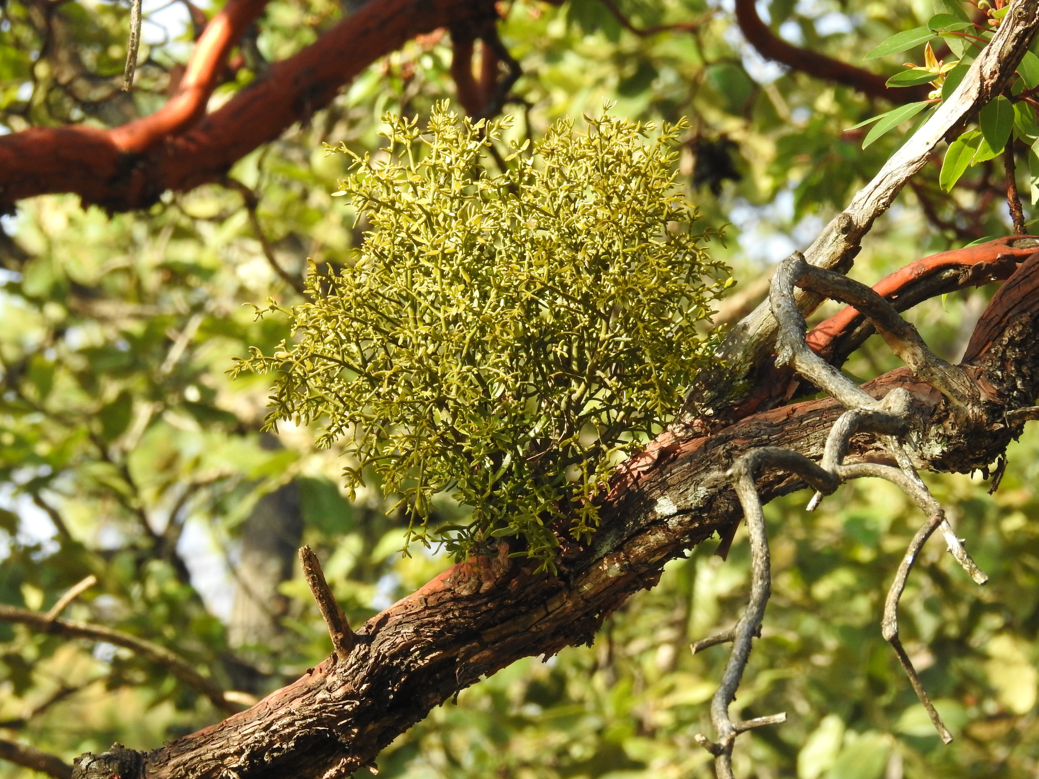 Phoradendron bolleanum