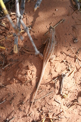 Sceloporus graciosus graciosus