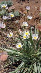 Erigeron eatonii