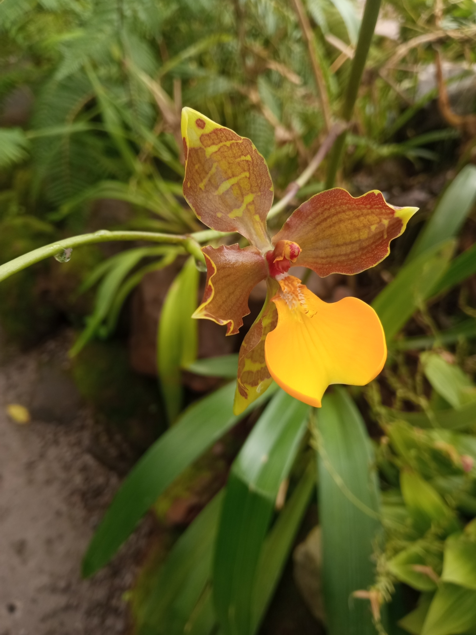 Cyrtochilum loxense (Lindl.) Kraenzl. 4
