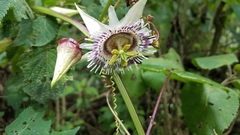 Passiflora exsudans