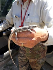 Aspidoscelis neotesselatus