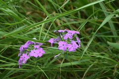 Phlox glaberrima interior