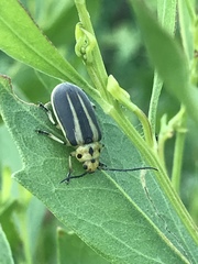 Trirhabda bacharidis