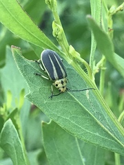 Trirhabda bacharidis