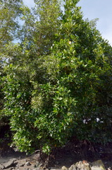 Ficus sundaica