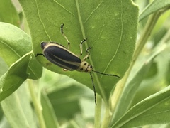 Trirhabda bacharidis