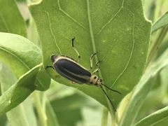Trirhabda bacharidis