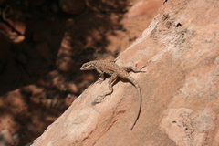 Urosaurus ornatus wrighti