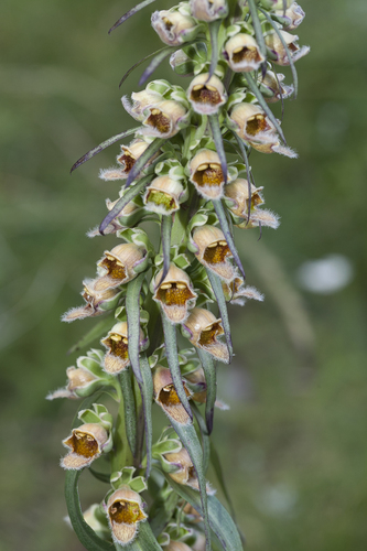 Image of Rusty Foxglove (Digitalis ferruginea) by (c) Gianmaria Bonari, some rights reserved (CC BY)