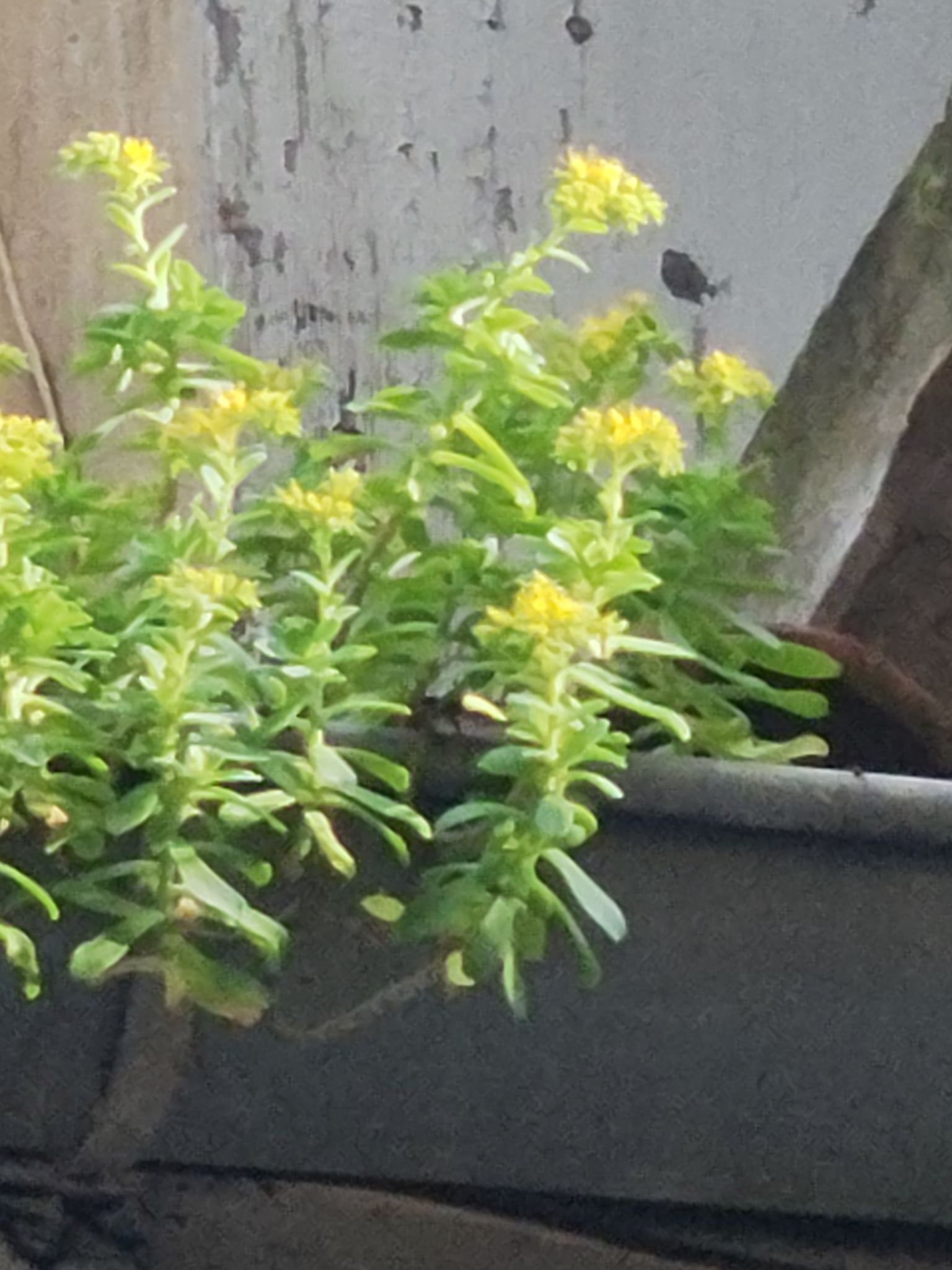 Imagem de Planta jade