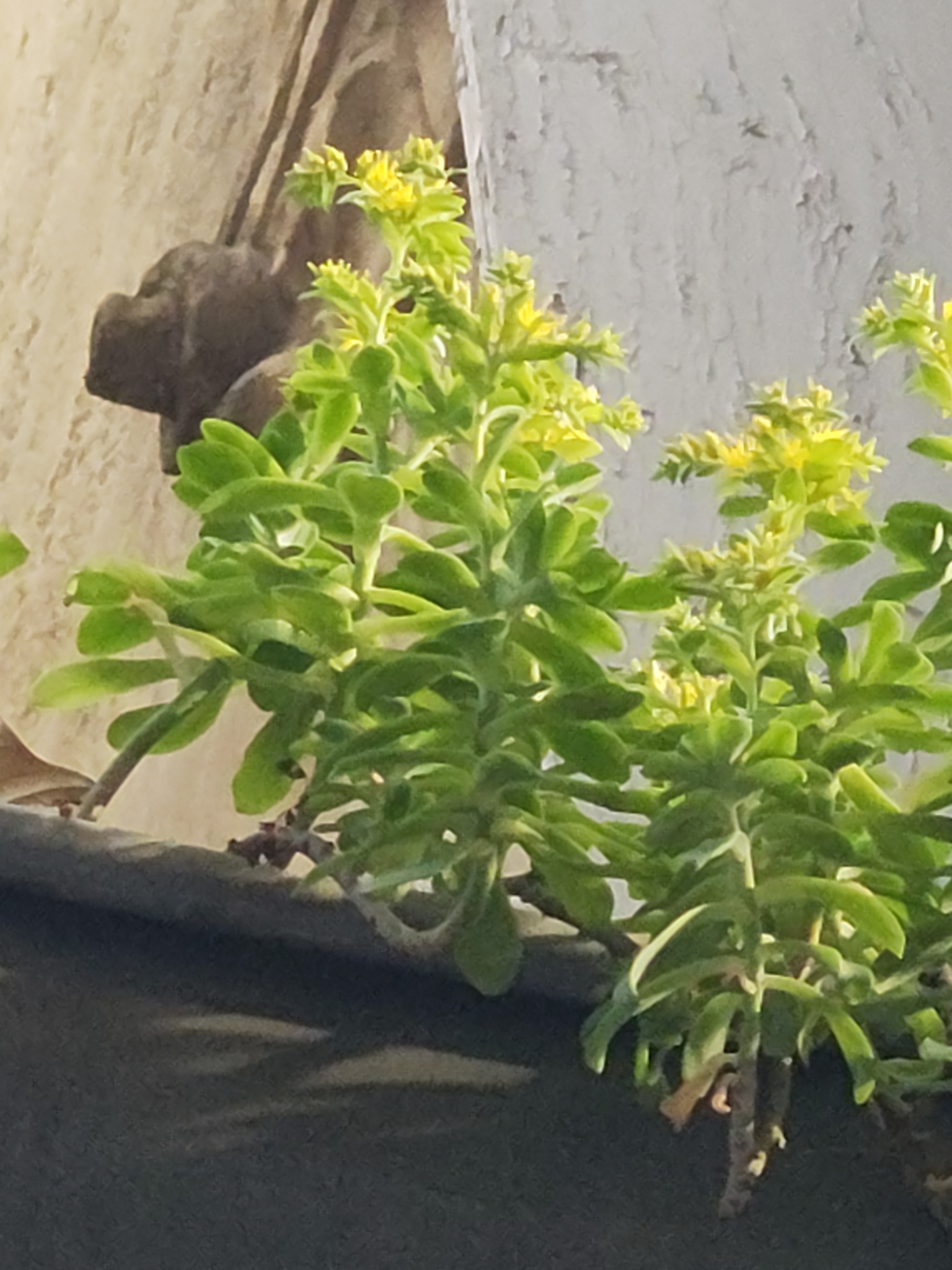 Imagem de Planta jade